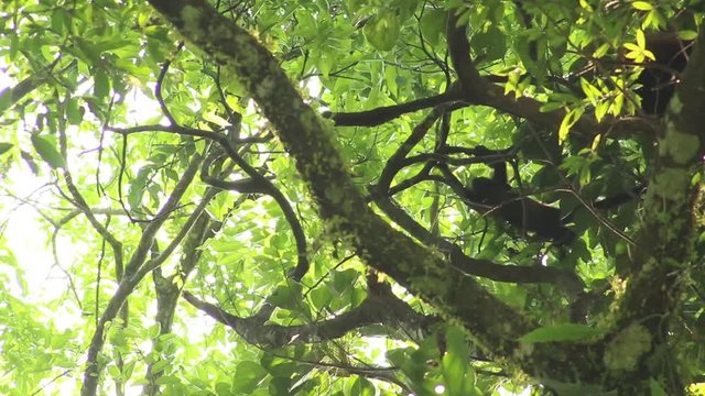 Howler monkey, Veracruz, Mexico