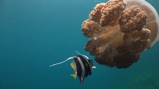 Two longfin bannerfish (Heniochus acuminatus) approach a large jellyfish to bite it in open water. 