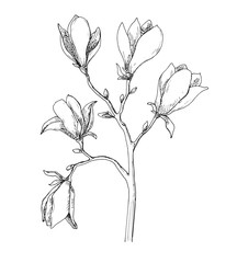 Sketch of spring flowers. Magnolia isolated on white background. Vector illustration © arkadiwna