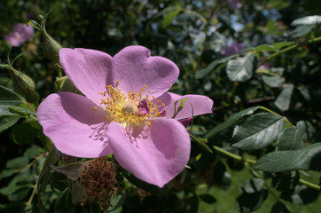 Rosa canina; Dog Rose in Flums hedge, Swiss Alps