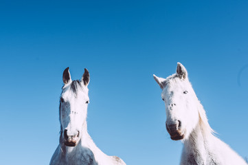 Obraz na płótnie Canvas Couple de chevaux blanc