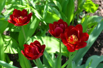 Obraz na płótnie Canvas red tulip in spring