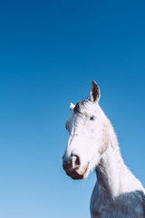 Fototapeta na wymiar Portrait d'un cheval blanc