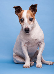 One cute jack russell terrier