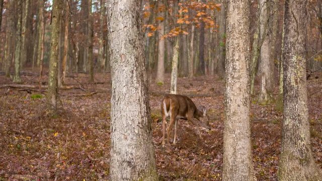 Autumn scene of Deer In Woods 