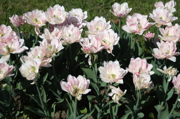 Fototapeta na wymiar White flowers in a flowerbed backround