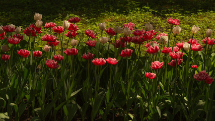 Red flowers in a garden background