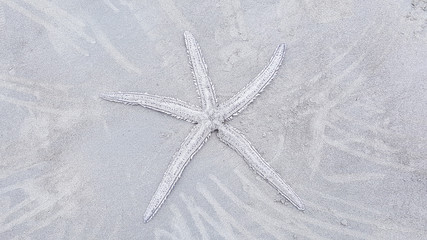 Starfish skeleton on the beach at Olon, Ecuador.