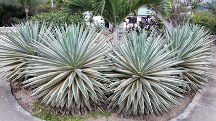 Agave plants in the El Faro Escandinavo garden, San Lorenzo, Ecuador.