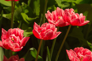 Red flowers in a garden background