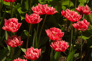 Red flowers in a garden background