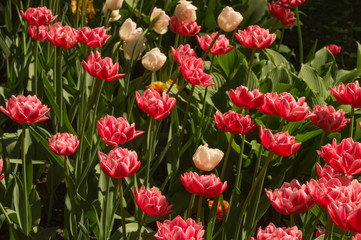 Red flowers in a garden background