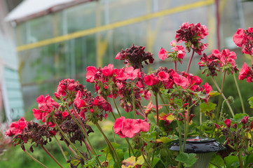 Red flowers in a garden background