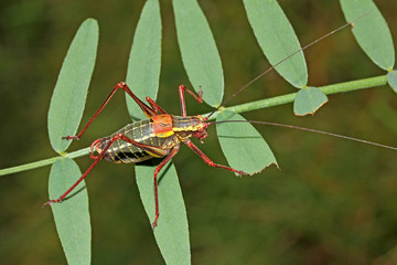 grillastro verde (Barbitistes constrictus, maschio)