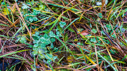 Autumn View to the rainy forest.