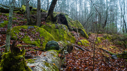 Autumn View to the rainy forest.