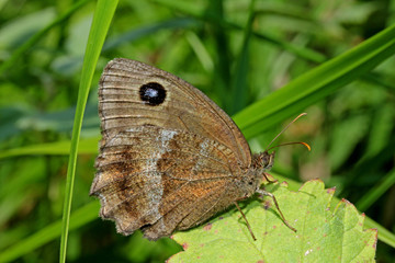 farfalla bruna (Minois dryas, maschio)