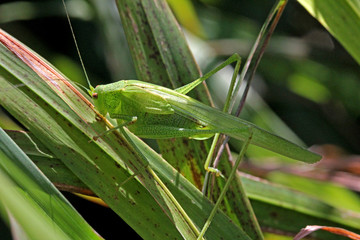 grande cavalletta verde (Phaneroptera sp)