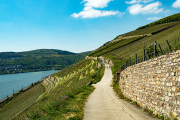 rhine valley 2 : It provides over 250 km of hiking/walking path along rhine river following many unesco villages
