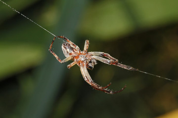 ragno tessitore (Larinoides cornutus)