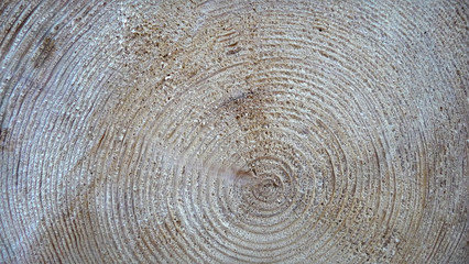 Naklejka premium A sawn tree in the forest. Trunk. The structure of the cross-section of the log.