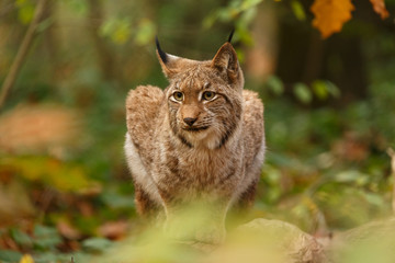 Luchs im Herbstwald