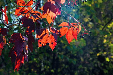 A branch of wild grapes with red autumn leaves hanging in the garden. Blurred background with multi-colored leaves. Autumn yellow foliage concept. Daytime lighting. Fall background.