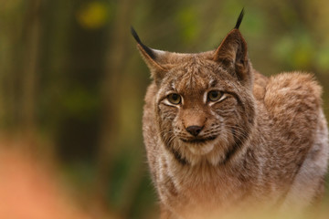 Luchs im Herbstwald