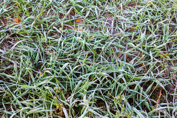 Winter frost covered the grass and leaves. White cover on the ground. Landscape and copy space. Hoarfrost autumn background.