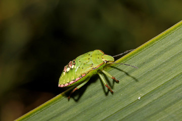 cimice dai graziosi colori (Nezara viridula - stadio larvale)