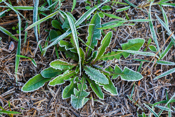 Winter frost covered the grass and leaves. White cover on the ground. Landscape and copy space. Hoarfrost autumn background.