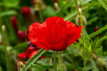 Nahaufnahme einer roten Mohnblume