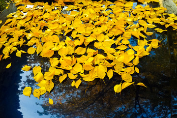 Fallen autumn yellow leaves lay on the dark shiny car hood. Front view, concept of the autumn season.