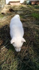 Fototapeta premium pup