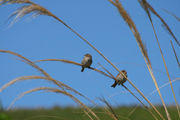 Sparrows