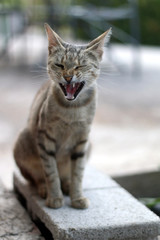Brown tabby cat sitting in the garden, yawning and making a funny face. Seleective focus.