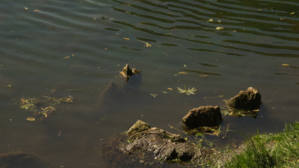 Wild pond in the forest. swamp water. nature background