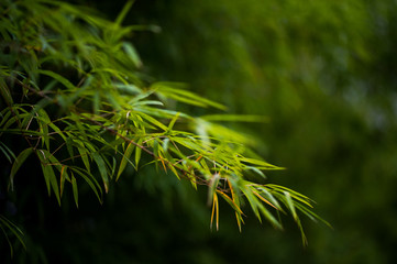 Bamboo forest green background Nature & Shade