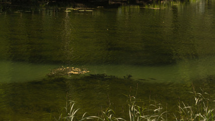 Wild pond in the forest. swamp water. nature background
