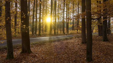 Wald im Herbst - Sonnenuntergang