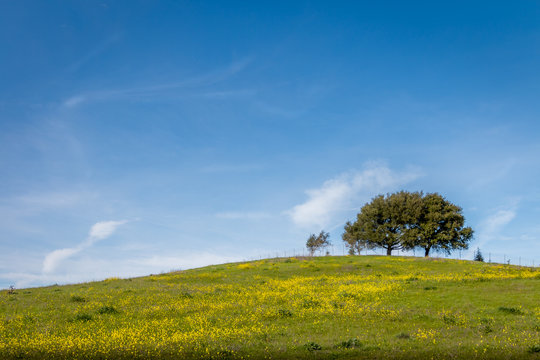 A lone large oak tree stands on the top of a hill with blue sky and white fluffy clouds behind. Green grass and yellow mustard plants are growing on the hillside. 