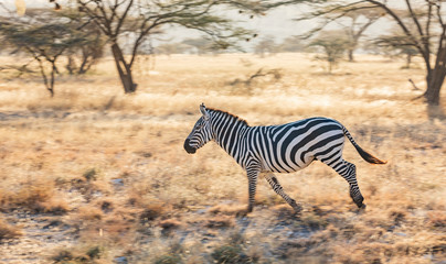 Obraz premium Full body profile portrait of zebra, Equus quagga, running in northern African landscape