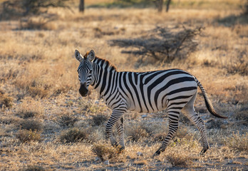 Full body profile portrait of zebra, Equus quagga, running in northern African landscape