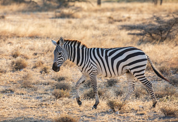 Fototapeta na wymiar Full body profile portrait of zebra, Equus quagga, running in northern African landscape