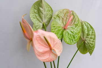 pink and green Anthurium. Light gray background, glass vase. Wallpaper, flowers texture