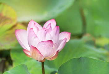 Close up pink Sacred lotus flower ( Nelumbo nucifera ) with green leaves  blooming in lake on sunny day