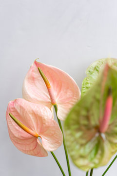 Fototapeta pink and green Anthurium. Light gray background, glass vase. Wallpaper, flowers texture