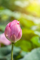 Fototapeta premium Close up pink lotus flower bud or Sacred lotus flower bud ( Nelumbo nucifera ) with green leaves blooming in lake on sunny day