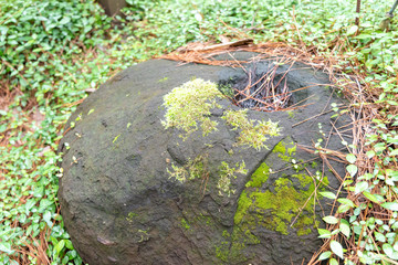moss on rock