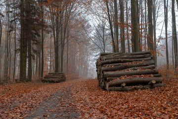 A path leading in a deciduous forest by a pile of trees. Misty scenery in the morning in a mysterious forest.